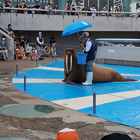 水族館行ってきたばい！～30代女がぬいぐるみを買った話～の画像