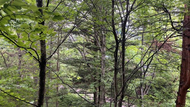 緑に包まれながら迎える高原の朝の記事動画