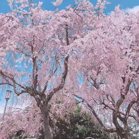 令和４年４月４日のさくらの画像