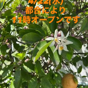 明日のオープン時間は11時ですの画像