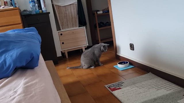 猫にレタス入りの水の記事動画
