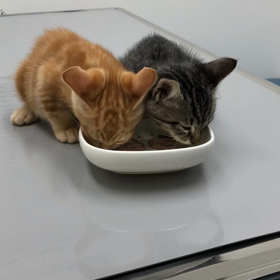 今日のにゃんこの画像