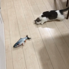今日のにゃんこの画像