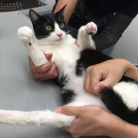 今日のにゃんこの画像