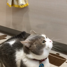 今日のにゃんこの画像