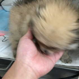 今日のわんこの画像
