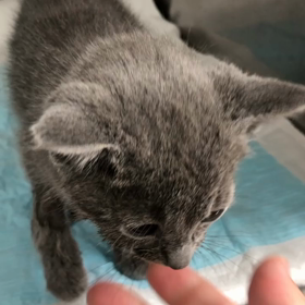 今日のにゃんこの画像