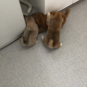 今日もみんな元気いっぱいです！の画像