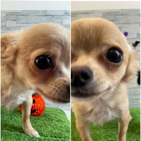 チワワ〜ズ♡の画像