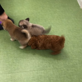 みんなで遊びましたの画像