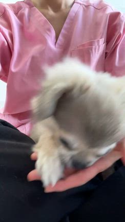 チワワちゃん☘️の記事動画