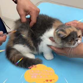 エキゾチックちゃんmのワクチン日！の画像