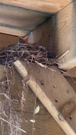 鳥の巣・お腹空いたよ〜〜の記事動画