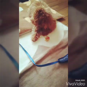犬用パンに挑戦！の画像