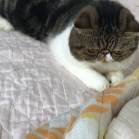 爪を立てて反抗しない猫たちの画像