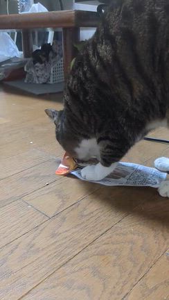 今年もモジャハウスでの記事動画