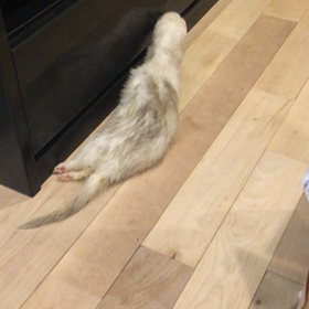 ばくちゃんのの画像