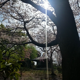 春 サンクチュアリ♡の画像