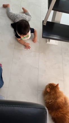 ちび助✖️猫の記事動画