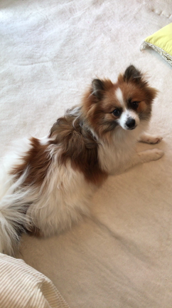 ご予約ありがとうございます（^人^）の記事動画