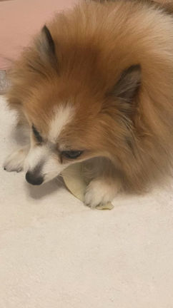 旬のものの記事動画