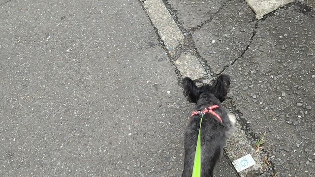 今日のおきょうちゃんはワンダフルなお泊り会U^ｪ^Uの記事動画