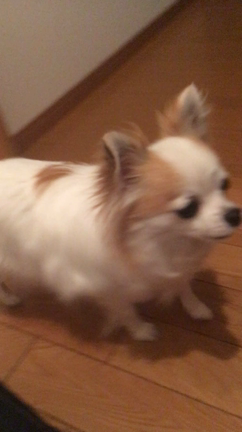 おすすめ！動画アプリの記事動画