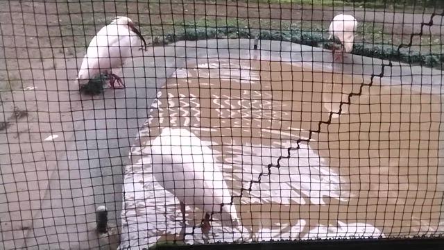 【くらし】トキみーてに行ってきましたの記事動画