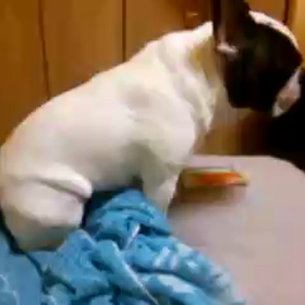 動かぬ動画の画像