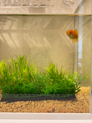 瀕死の金魚が元気になった！その秘密は？の記事動画