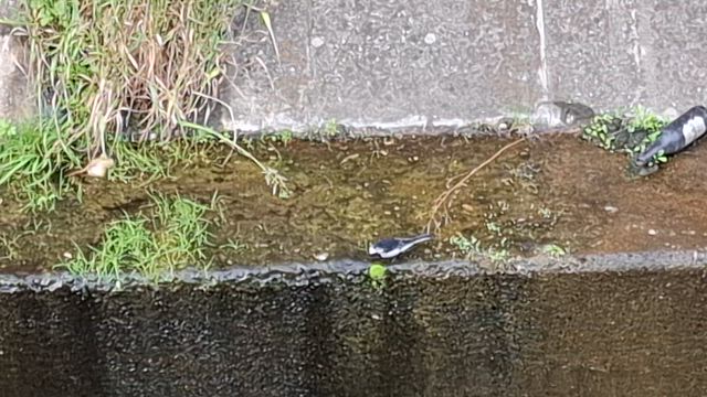 昼間は鴨を見ることはなかったのですが、今日はみられましたぁしかも途中から2羽にあとからきたの記事動画
