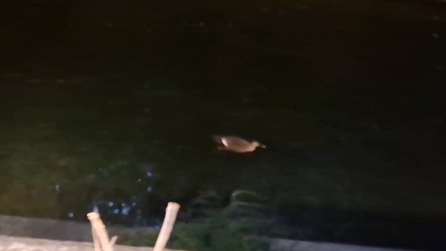 鴨、お引っ越ししゃうかもの記事動画