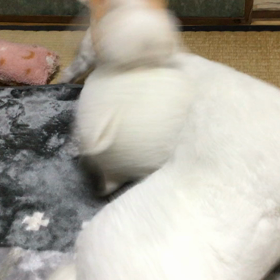 青、お天馬ぶり全開の画像