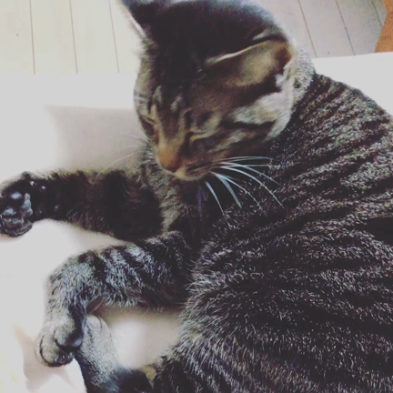 にゃんの4乗の記事動画