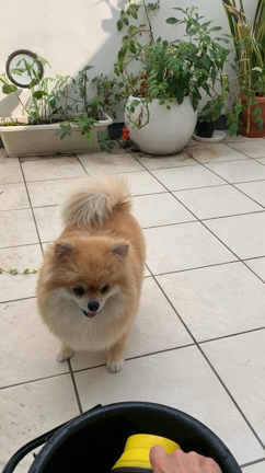 お水が好きな犬の記事動画