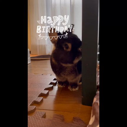 癒し担当つぶくんが3さいになりました♡の記事動画