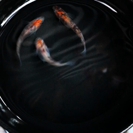 スモールアイが増える理由とは！の記事動画
