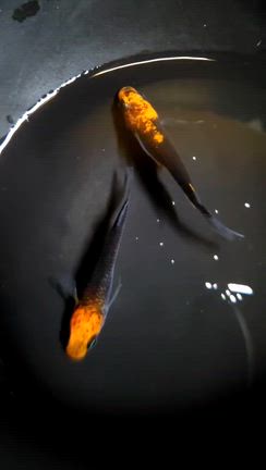 イベント当日の催し物イベントスケジュールの記事動画