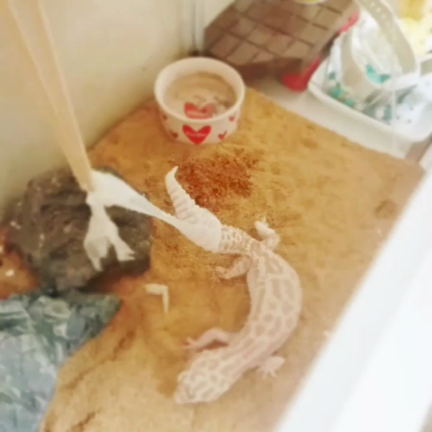 大人の階段の記事動画