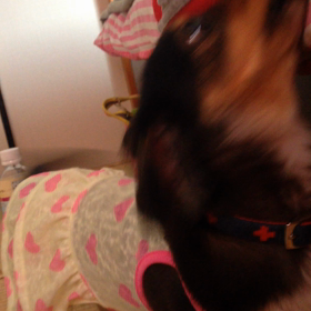 『 わがまま姫 』の画像