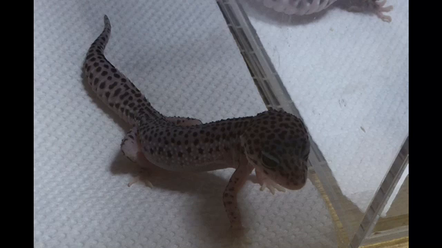 ☆ファラオとパトラ☆の記事動画