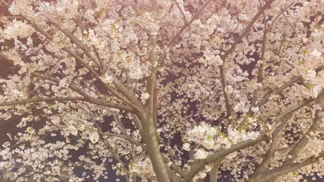 夜桜と梅雨の記事動画