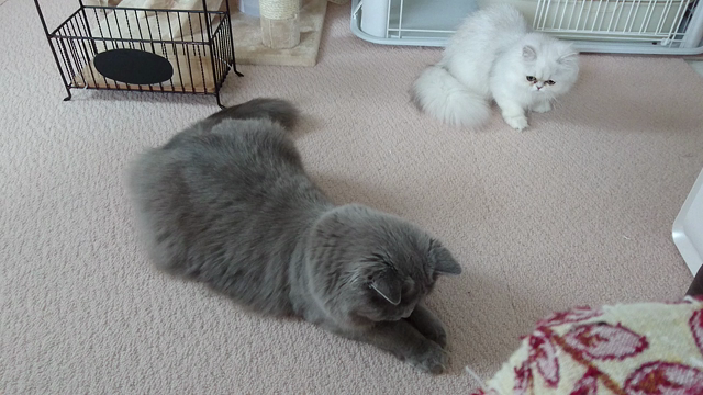 今日の猫ちゃんの記事動画