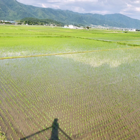 山育ちのサムネイル画像