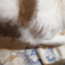 にゃんの画像