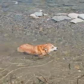 うりです。水泳の画像