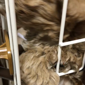 チワプー飼いはじめました♡の画像