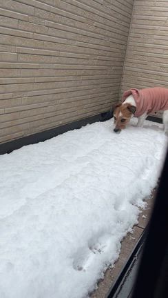 東京も雪景色の記事動画