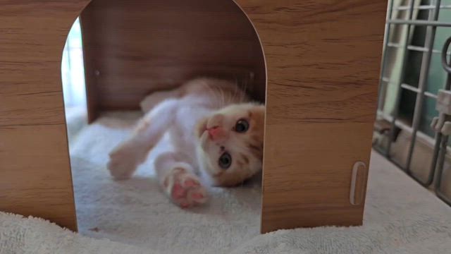 新しいおうちへの記事動画