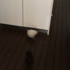 烏骨鶏、調教してますの画像